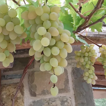 Istra Autentica