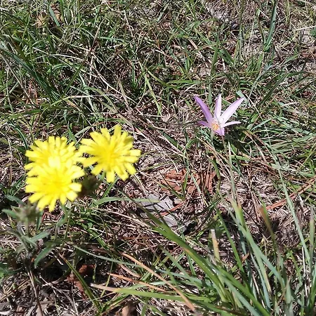 度假居 Istra Autentica Krkavce
