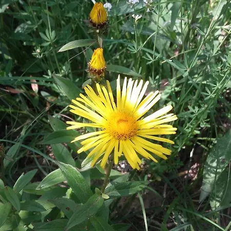 Istra Autentica Krkavce