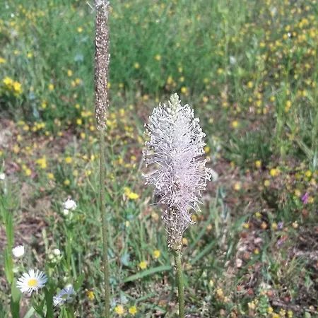 Istra Autentica