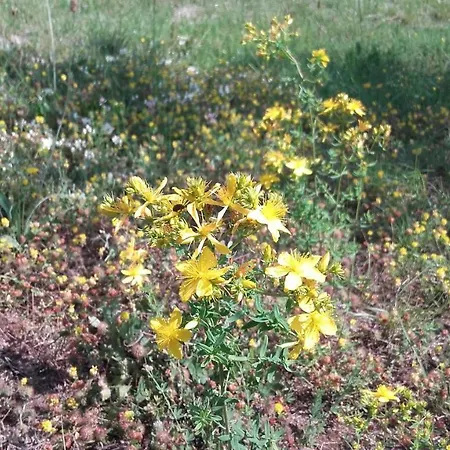 Istra Autentica * Krkavce