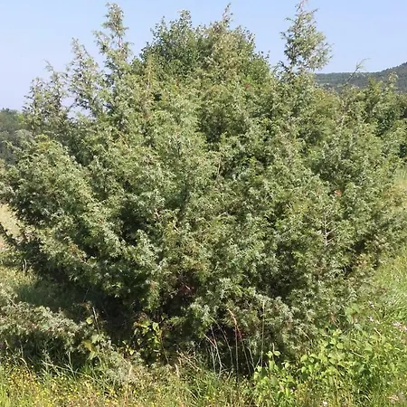 度假居 Istra Autentica Krkavce