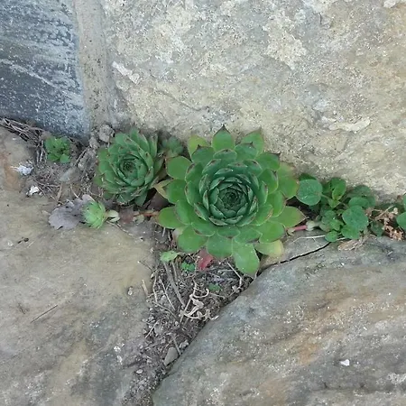Istra Autentica